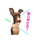 イタグレのコマツナくん vol.1（個別スタンプ：16）