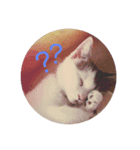 高橋家の猫たち2（個別スタンプ：1）