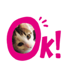 高橋家の猫たち2（個別スタンプ：4）