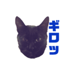 高橋家の猫たち2（個別スタンプ：6）