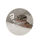 かまぼこさんスタンプ（個別スタンプ：1）