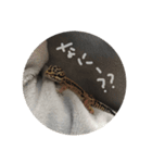 かまぼこさんスタンプ（個別スタンプ：6）