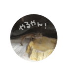 かまぼこさんスタンプ（個別スタンプ：9）