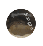 かまぼこさんスタンプ（個別スタンプ：11）