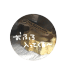 かまぼこさんスタンプ（個別スタンプ：13）