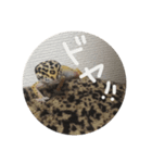 かまぼこさんスタンプ（個別スタンプ：19）