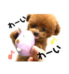 トイプードルのコロン2（個別スタンプ：15）