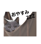 仔猫のブリくん（個別スタンプ：3）