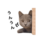 仔猫のブリくん（個別スタンプ：5）