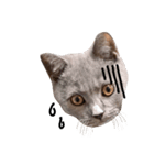 仔猫のブリくん（個別スタンプ：6）