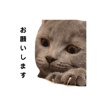 仔猫のブリくん（個別スタンプ：8）