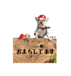 フレンチブルドックのマルコ（個別スタンプ：3）