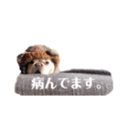 フレンチブルドックのマルコ（個別スタンプ：7）