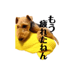 ウェルシュテリア ぽん（個別スタンプ：4）