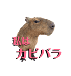 ウェルシュテリア ぽん（個別スタンプ：8）