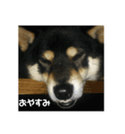 シバココ日和4（個別スタンプ：4）