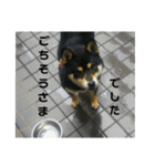 シバココ日和4（個別スタンプ：14）