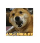 シバココ日和4（個別スタンプ：15）