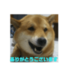 シバココ日和4（個別スタンプ：16）