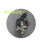 シバココ日和4（個別スタンプ：18）