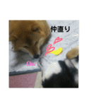 シバココ日和4（個別スタンプ：23）