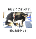 シバココ日和1（個別スタンプ：4）