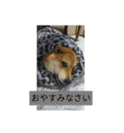 シバココ日和1（個別スタンプ：6）