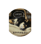 シバココ日和1（個別スタンプ：12）