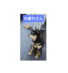 シバココ日和1（個別スタンプ：15）