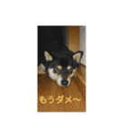 シバココ日和1（個別スタンプ：16）