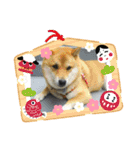 シバココ日和1（個別スタンプ：20）