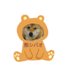 シバココ日和1（個別スタンプ：21）