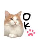 我輩は猫にゃのか？（個別スタンプ：1）