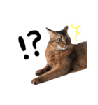 我輩は猫にゃのか？（個別スタンプ：2）