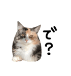我輩は猫にゃのか？（個別スタンプ：3）