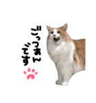 我輩は猫にゃのか？（個別スタンプ：4）