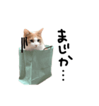 我輩は猫にゃのか？（個別スタンプ：6）