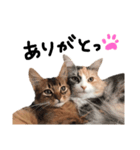 我輩は猫にゃのか？（個別スタンプ：8）