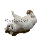 スコティッシュフォールドのすもも（個別スタンプ：1）