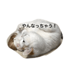 スコティッシュフォールドのすもも（個別スタンプ：2）