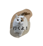 スコティッシュフォールドのすもも（個別スタンプ：4）