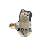 スコティッシュフォールドのすもも（個別スタンプ：6）