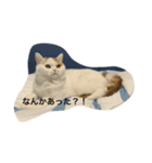 スコティッシュフォールドのすもも（個別スタンプ：7）