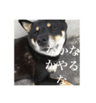 黒柴のスタンぷ。第2番（個別スタンプ：5）