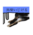 黒柴のスタンぷ。第2番（個別スタンプ：13）