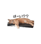 とらまるさん (茶トラ)（個別スタンプ：2）
