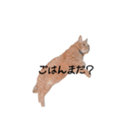 とらまるさん (茶トラ)（個別スタンプ：3）