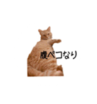 とらまるさん (茶トラ)（個別スタンプ：4）