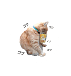 とらまるさん (茶トラ)（個別スタンプ：5）