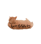 とらまるさん (茶トラ)（個別スタンプ：7）
